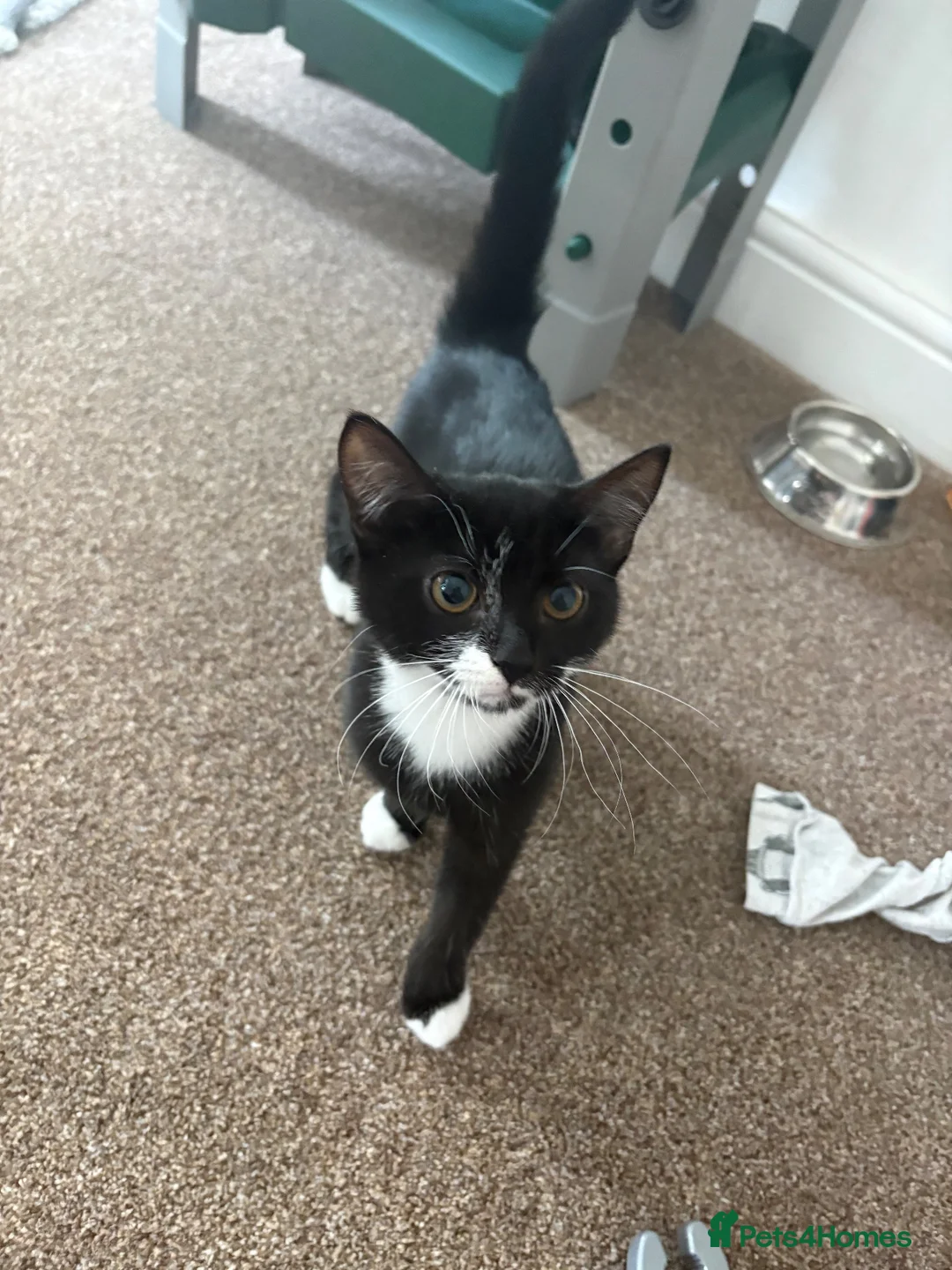 British Shorthair cats for sale: Male kitten  - Advert 3