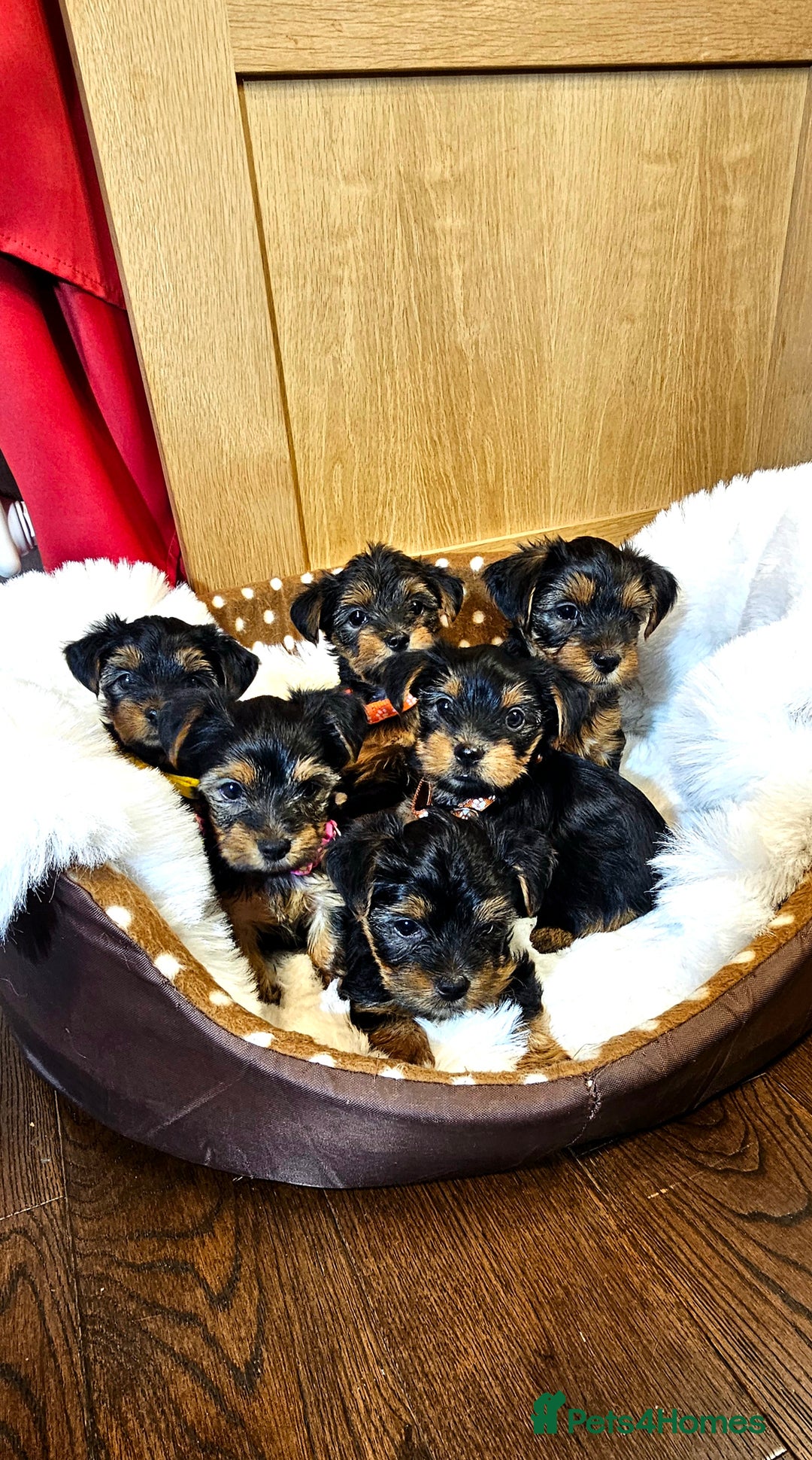 Yorkshire Terrier dogs for sale: Yorkshire Terrier puppies - Advert 39