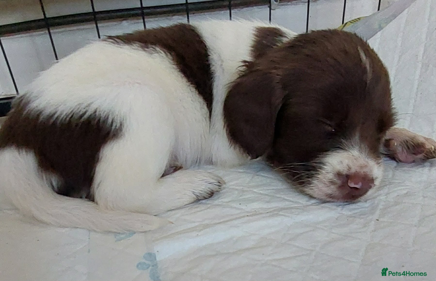 English Springer Spaniel dogs English springer spaniels  - Advert 1