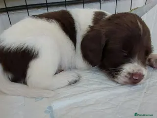 English Springer Spaniel dogs English springer spaniels - Advert 1