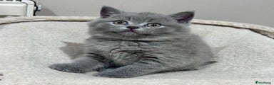 British Shorthair Kitten 1