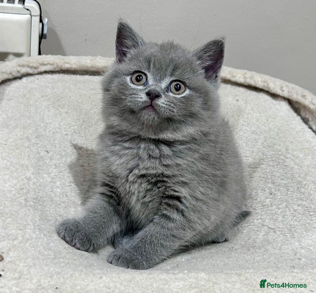 British Shorthair cats for sale: Tica Registered British Shorthair kittens - Advert 17