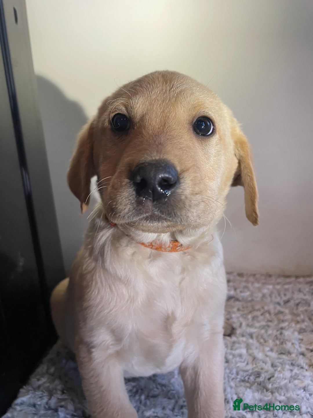 Labrador Retriever dogs for sale: Reduced to 1200 Ready to go now   - Advert 23