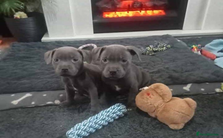 Staffordshire Bull Terrier dogs - Advert 2