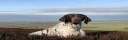 German Shorthaired Pointer dogs for stud: Outstanding example of a working Gsp in Lancaster - Advert 3
