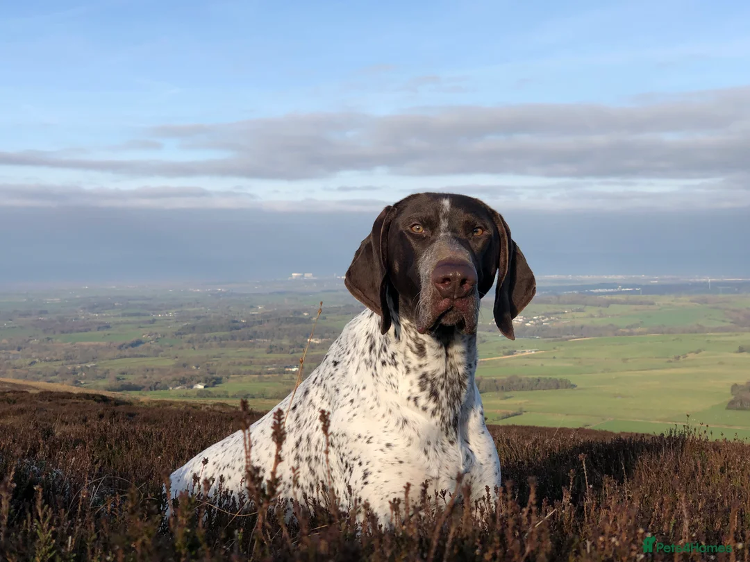 German Shorthaired Pointer dogs for stud: Outstanding example of a working Gsp in Lancaster - Advert 3