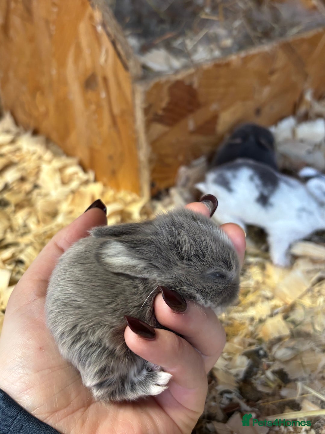 Mini Lop rabbits for sale: White & Grey Mini Lops - Advert 12