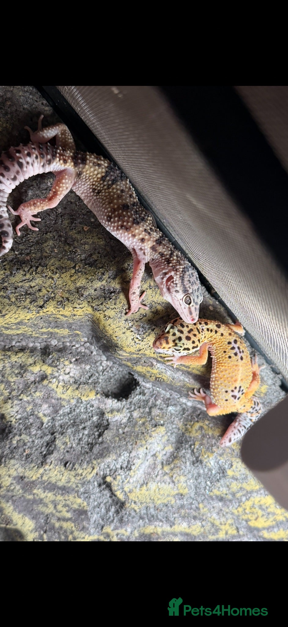 Leopard Gecko reptiles 2 female leopard geckos - Advert 5