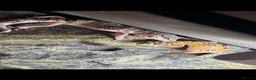 Leopard Gecko reptiles for sale: 2 female leopard geckos - Advert 1