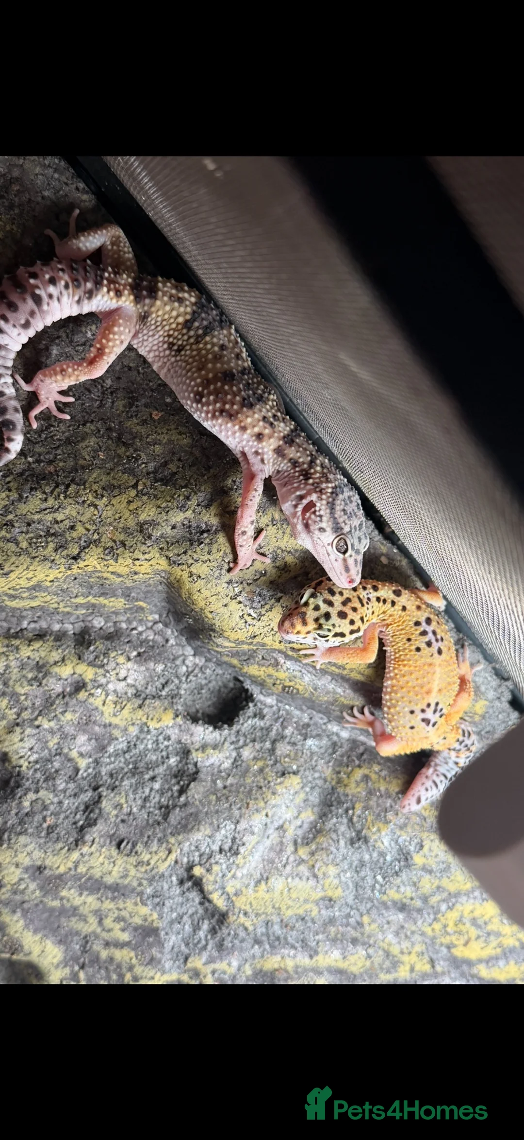 Leopard Gecko reptiles for sale: 2 female leopard geckos - Advert 1