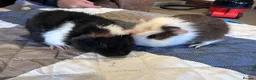 Guinea Pig rodents for sale: Baby boy guinea pig brothers 7 weeks - Advert 6