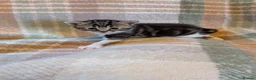 Mixed Breed cats for sale: Beautiful kittens looking for forever homes - Advert 8
