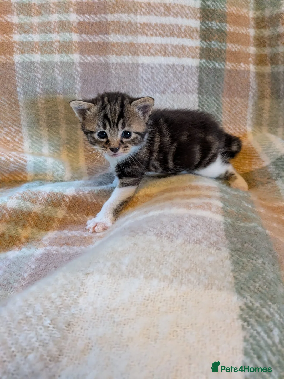 Mixed Breed cats for sale: Beautiful kittens looking for forever homes - Advert 8