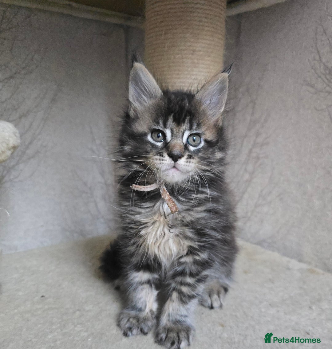 Maine Coon cats for sale: Beautiful Tica registered girls - Advert 14