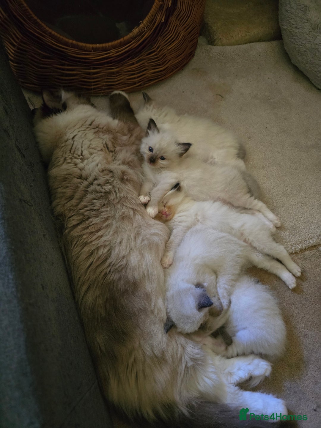 Ragdoll cats for sale: Gccf registered little Queens available 🥰 - Advert 21