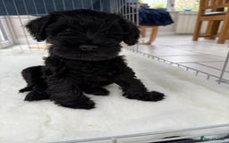 Miniature Schnauzer dogs for sale: Beautiful black puppies  - Image 2