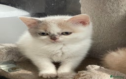 British Shorthair cats for sale: British Shorthair Kitten 3 - 5  Registered British Shorthair  - Image 17