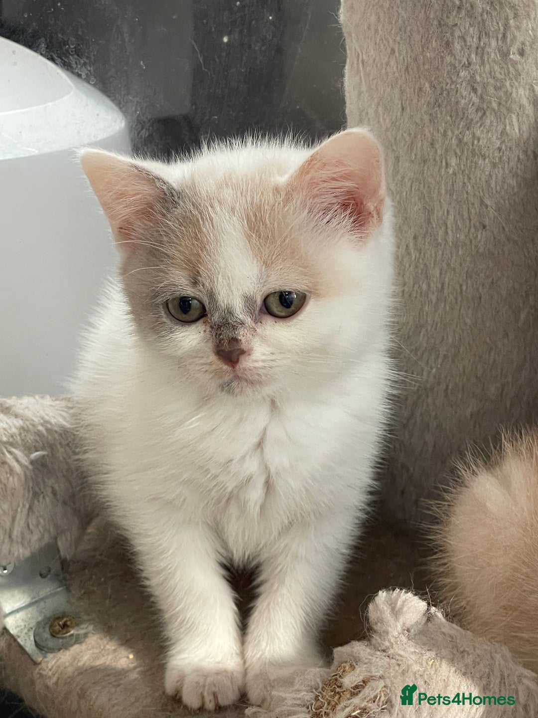British Shorthair cats for sale: British Shorthair Kitten 3 - 5  Registered British Shorthair  - Image 17