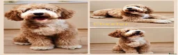 Mixed Breed dogs for sale: 🐾 Australian Double Doodle Puppies Expected 🐾 - Advert 10