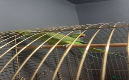 Parakeets birds for sale: Indian Ringnecks M/F  - Image 2