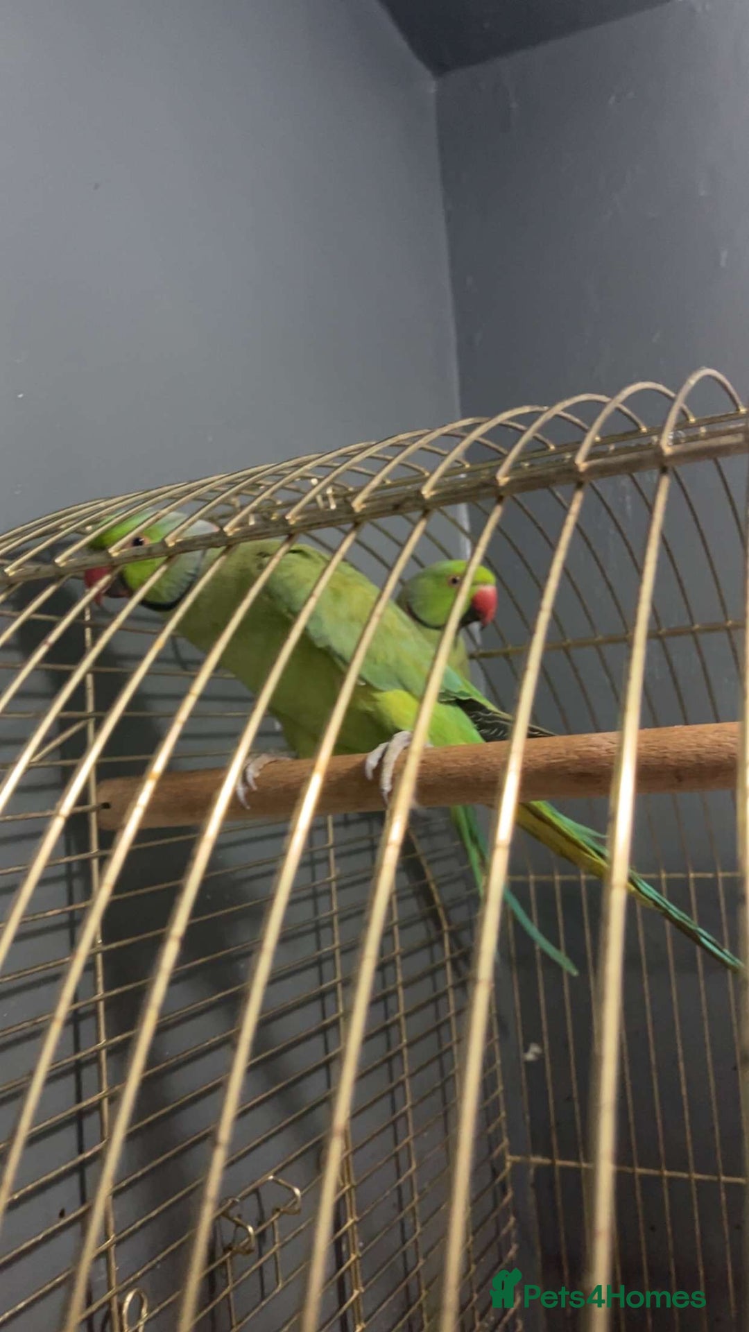 Parakeets birds for sale: Indian Ringnecks M/F  - Image 2