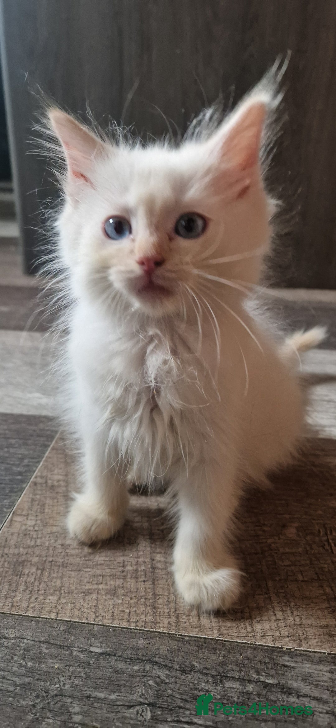 Ragdoll cats for sale: Fully vaccinated Ragdoll kittens ready now - Image 19