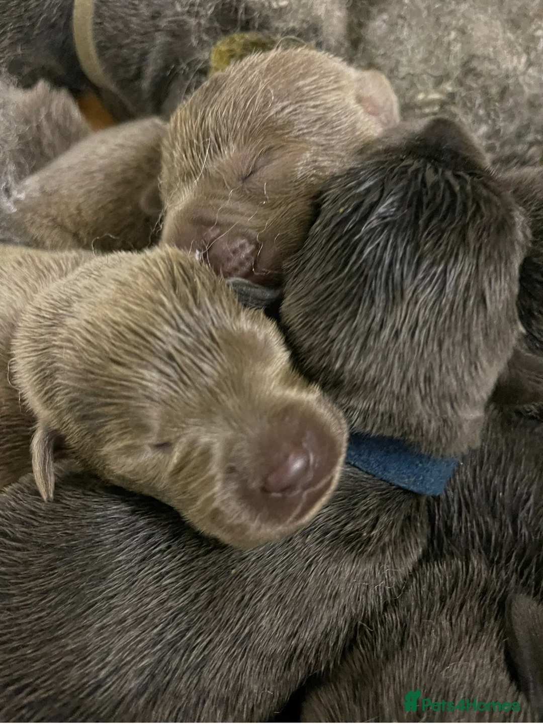 Labrador Retriever dogs for stud: Handsome Charcoal Labrador stud in Ware - Advert 11