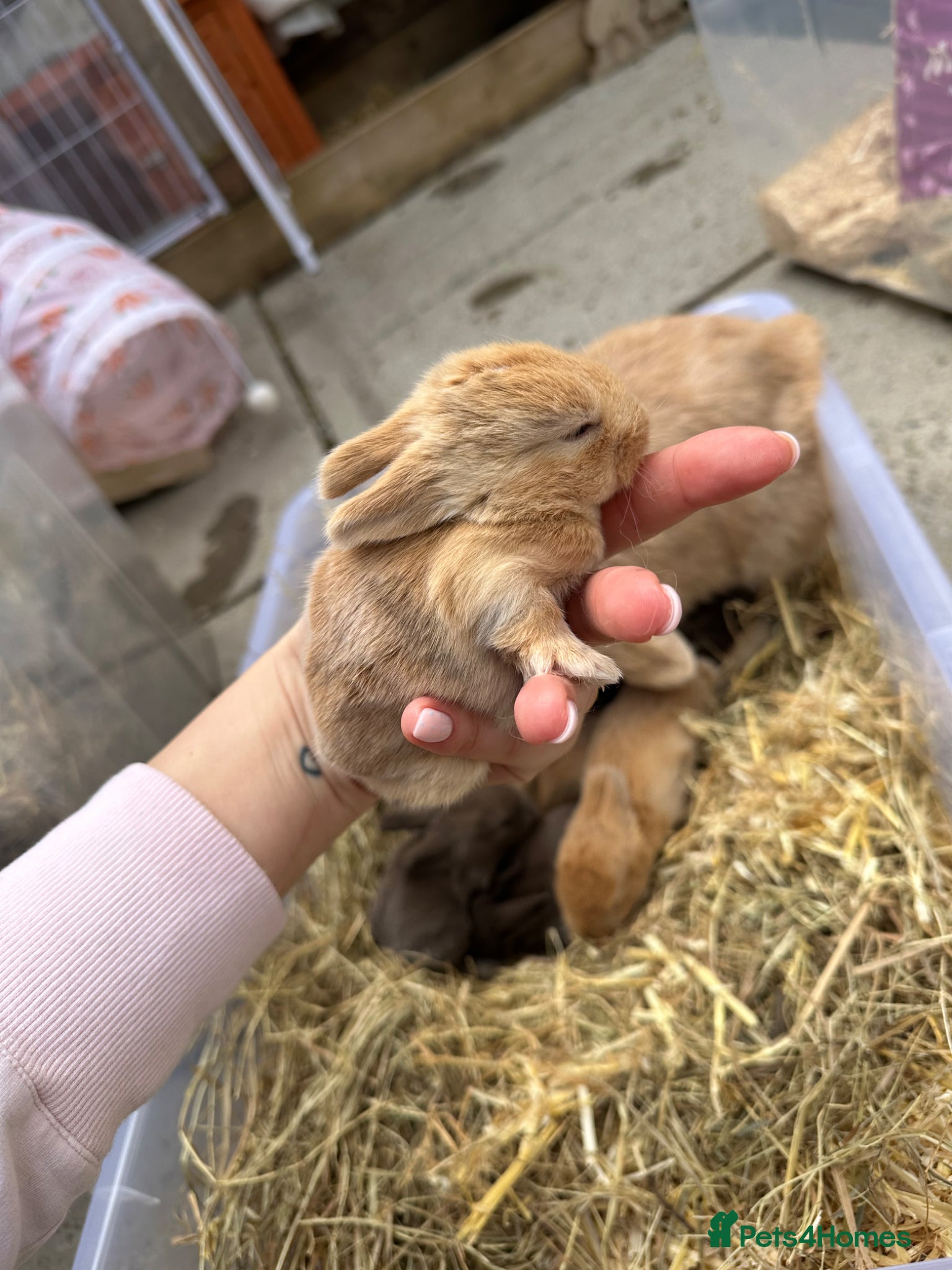 Mini Lop rabbits Mini Lops for sale chocolate & beige  - Advert 17