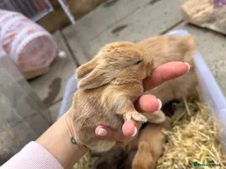 Mini Lop rabbits Mini Lops for sale chocolate & beige - Advert 17