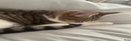 Mixed Breed cats for sale: FREE CAT - Advert 3