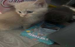 Mixed Breed cats for sale: Bsh x maincoon kittens - Advert 10