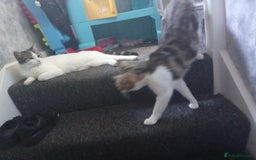 Mixed Breed cats for sale: Kittens for sale  - Image 23