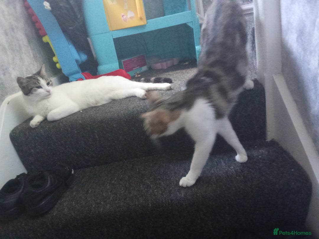 Mixed Breed cats for sale: Kittens for sale  - Image 23
