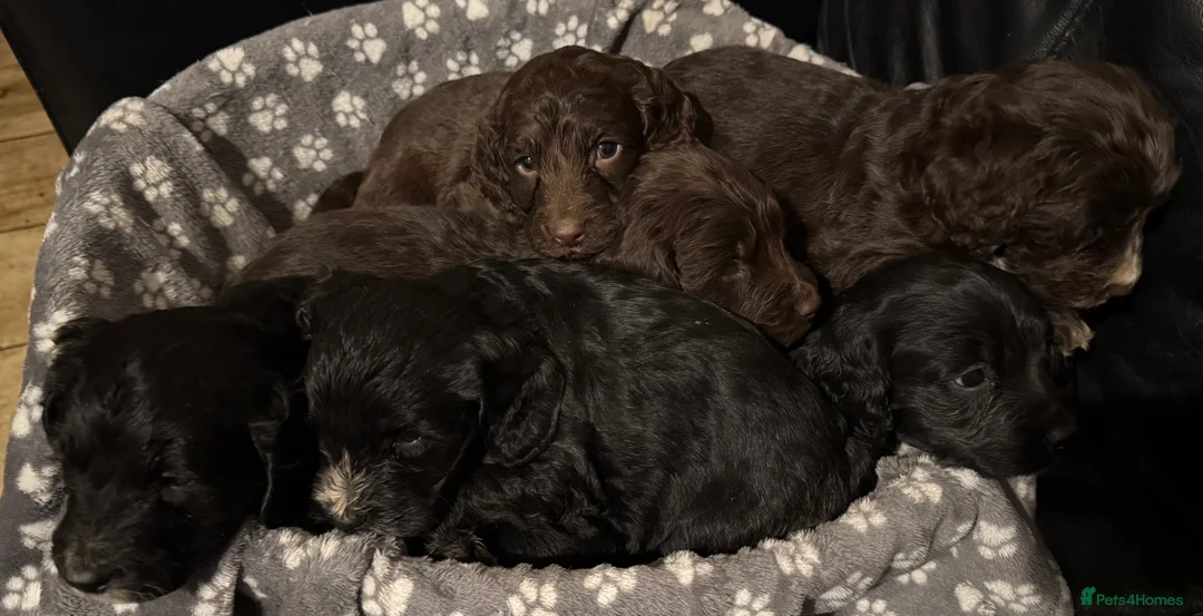 Mixed Breed dogs for sale: Gorgeous litter of 6 puppies  - Advert 1