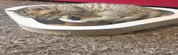 British Shorthair cats for sale: 🐾 Elite Male British Shorthair Kitten - Advert 21