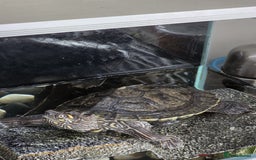 Terrapin reptiles for sale: Sawback terrapin - Image 1