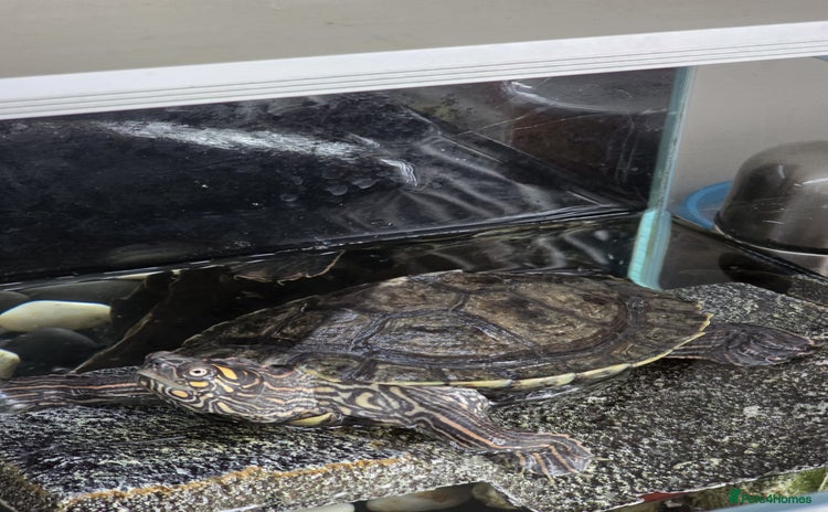 Terrapin reptiles - Advert 1