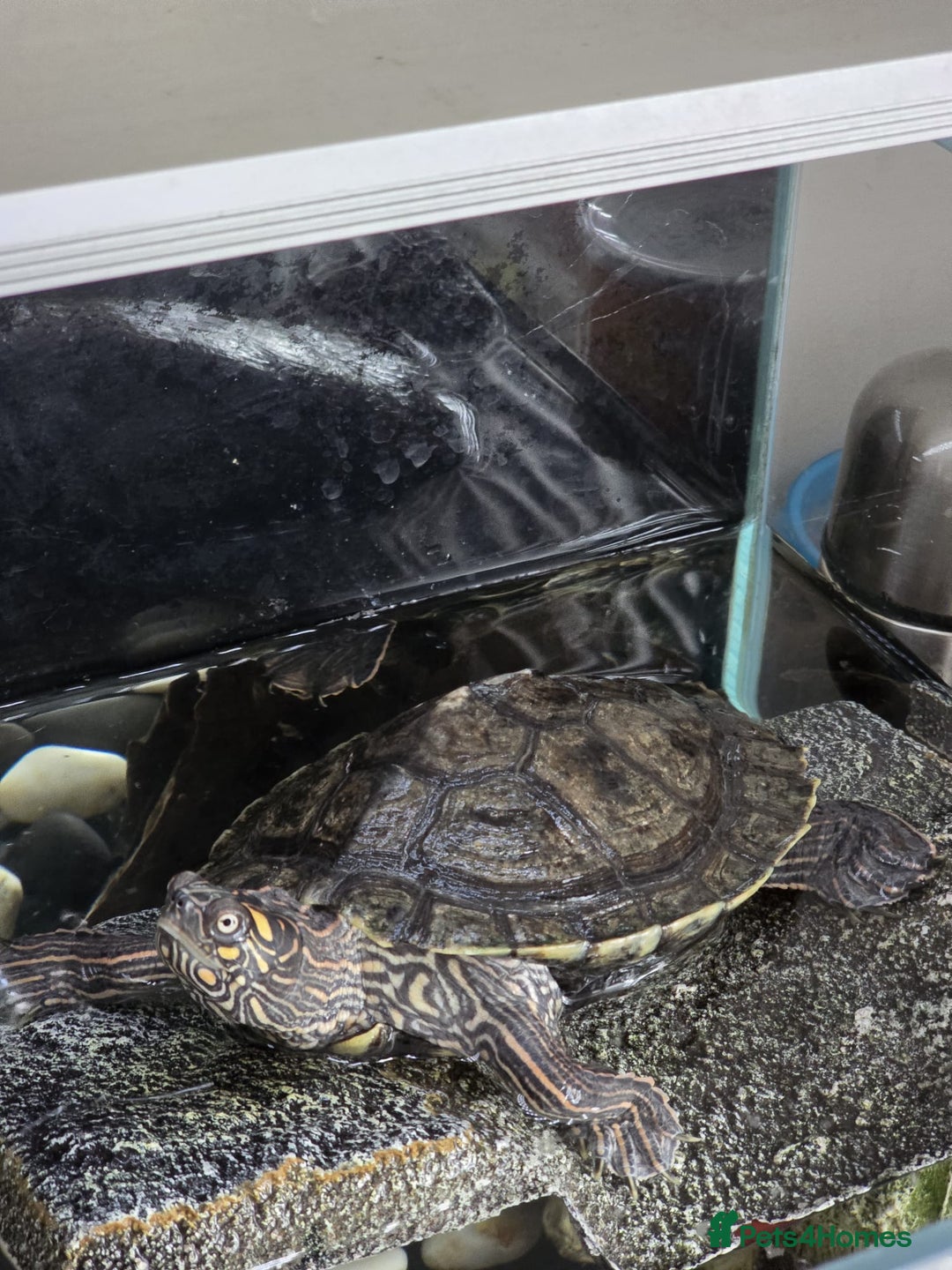 Terrapin reptiles for sale: Sawback terrapin - Image 1