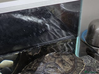 Terrapin reptiles - Advert 6