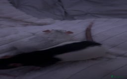 Rat rodents for sale: two rats  - Image 3