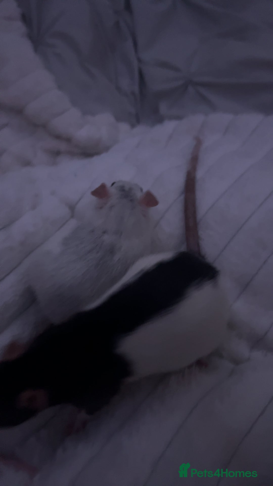 Rat rodents for sale: two rats  - Image 3