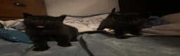 Mixed Breed cats for sale: two full black beautiful babies for sale  - Advert 3