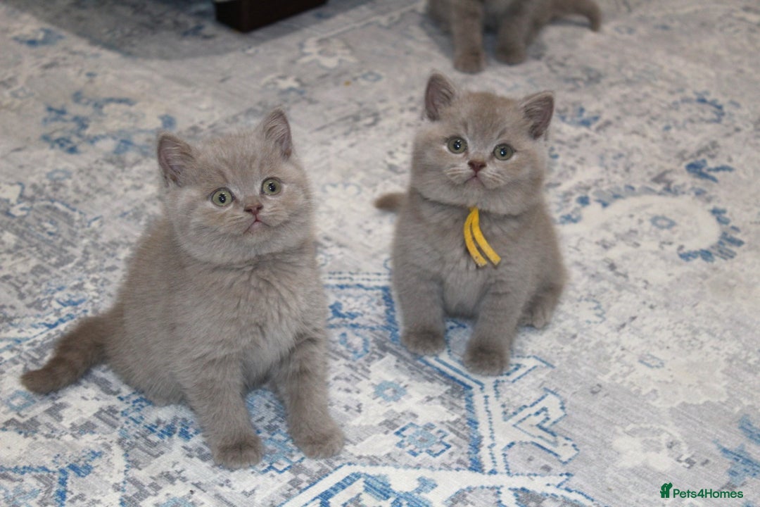 British Shorthair cats for sale: Gorgeous British Shorthair Kittens Teddy Bear Type - Advert 12