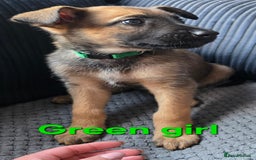 Mixed Breed dogs for sale: 11 german shepherd X Belgium malinois in Exmouth - Image 6