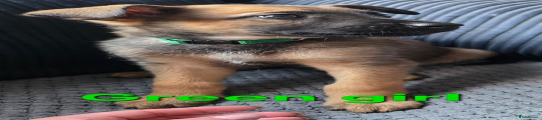 Mixed Breed Puppy 10