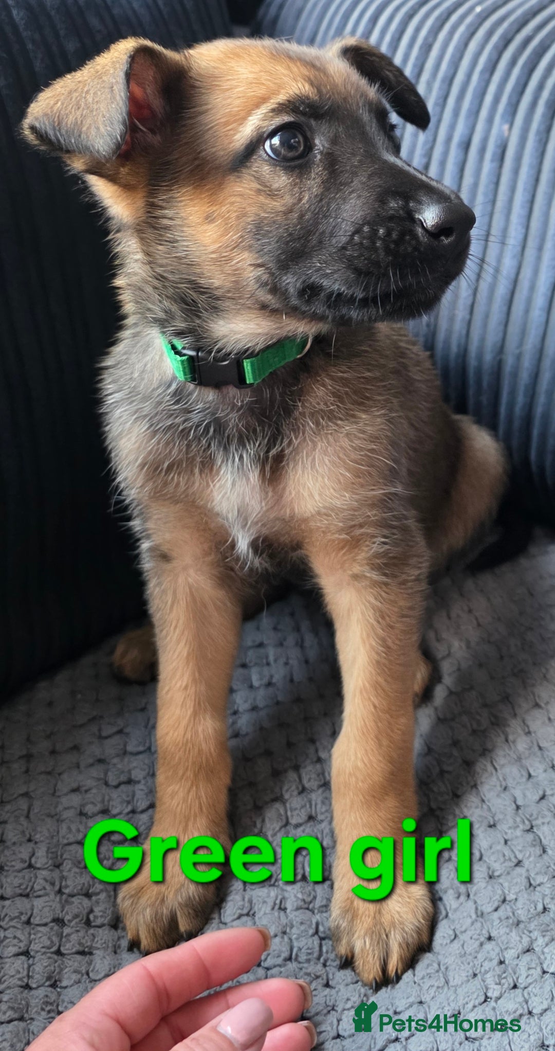 Mixed Breed dogs for sale: 11 german shepherd X Belgium malinois in Exmouth - Image 6