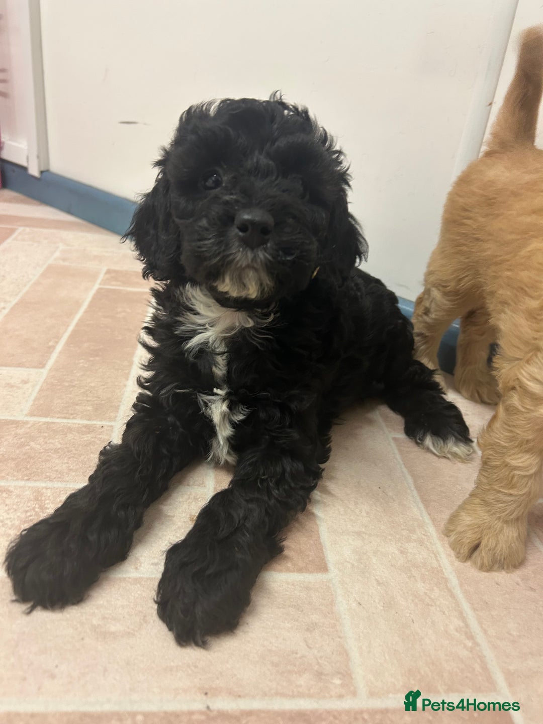 Cockapoo dogs for sale: Cockapoos ready now  - Advert 7