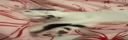 Mixed Breed cats for sale: Mixed Breed Kittens - Advert 6