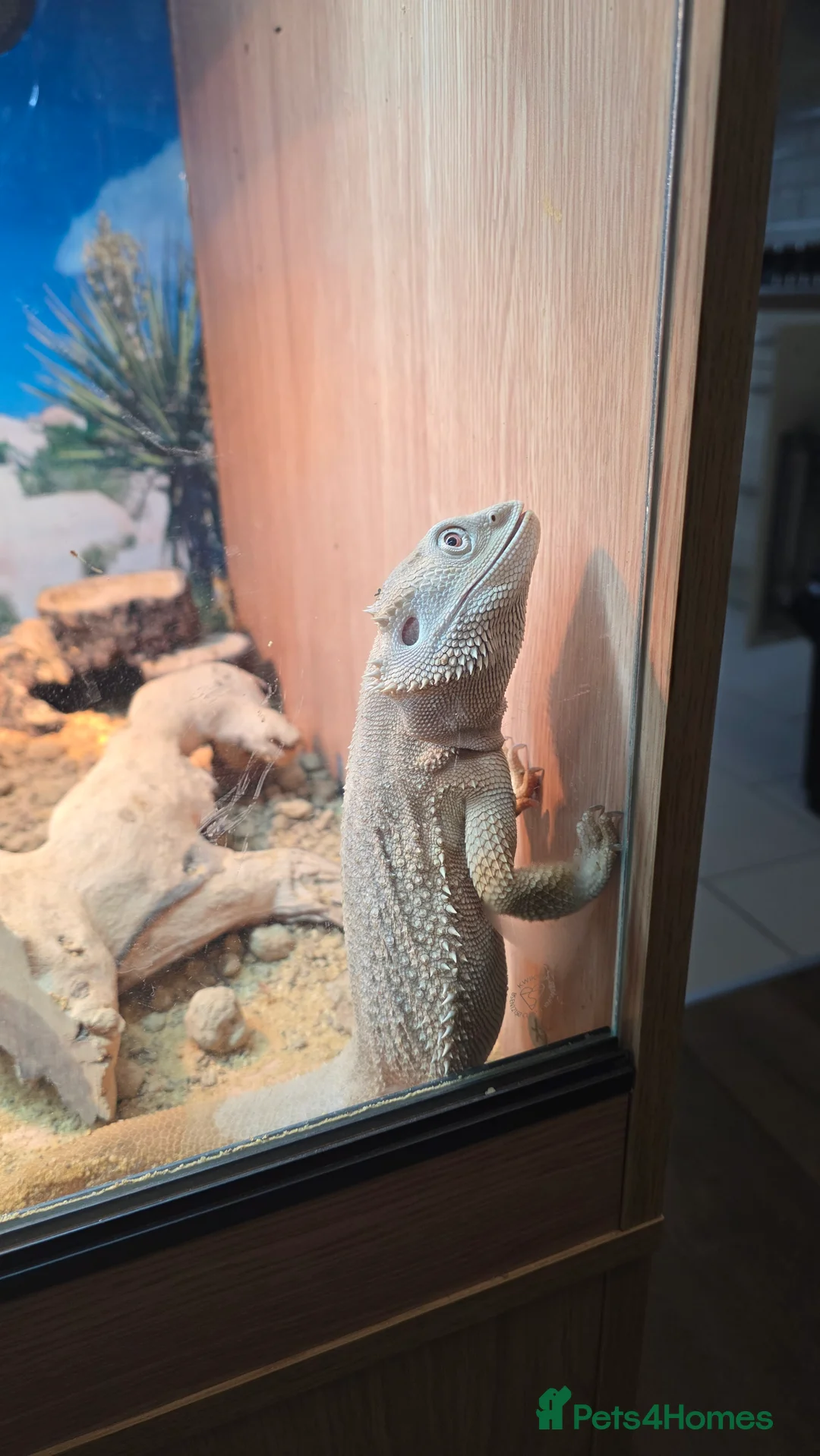 Bearded Dragon reptiles for sale: Bearded dragon Zero in Birkenhead - Advert 2