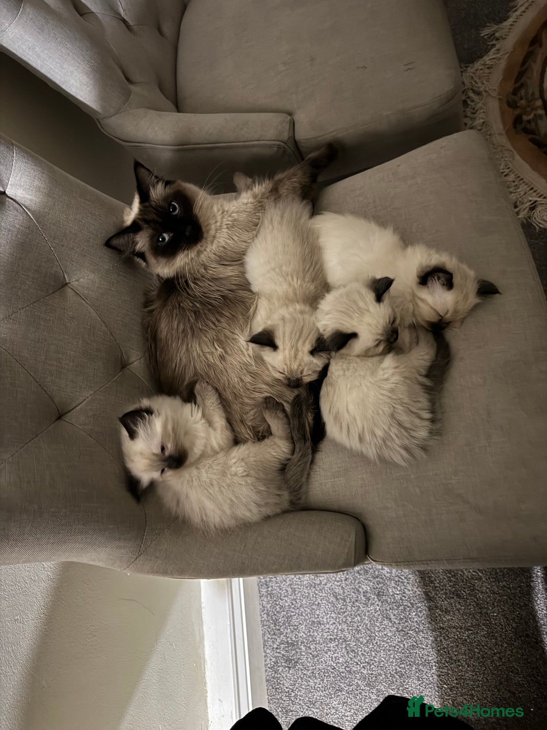 Ragdoll cats for sale: Ragdoll Kittens  - Image 2